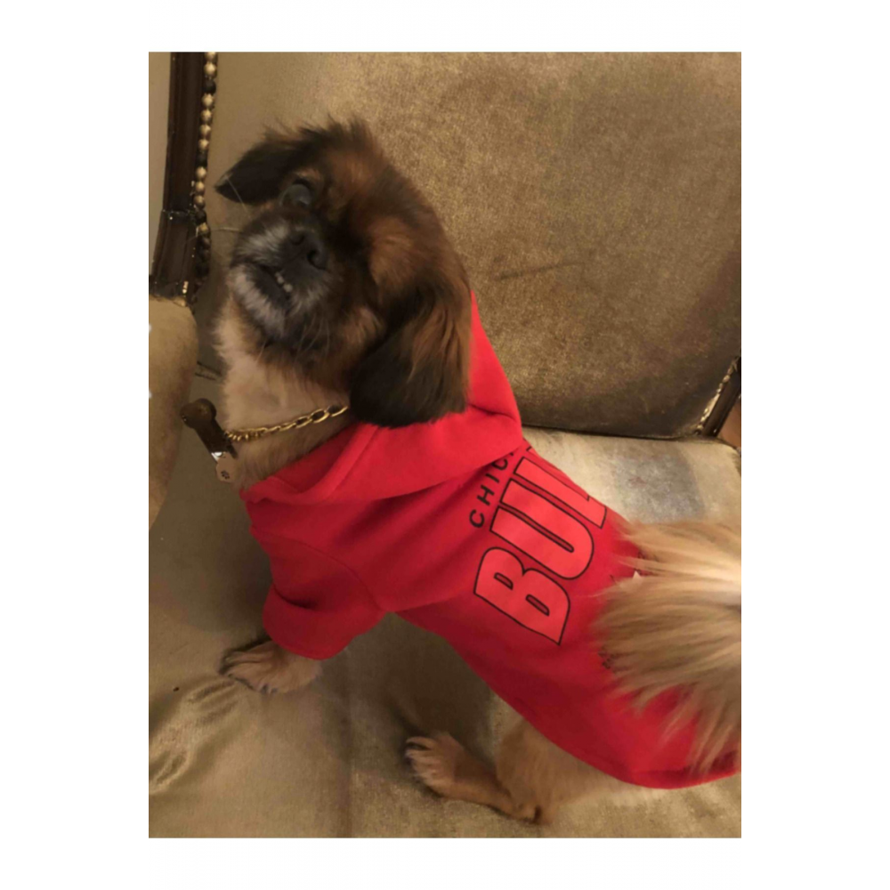 Kedi & Köpek Kıyafeti Sweatshirt - Chicago Bulls Baskılı Kırmızı Sweatshirt