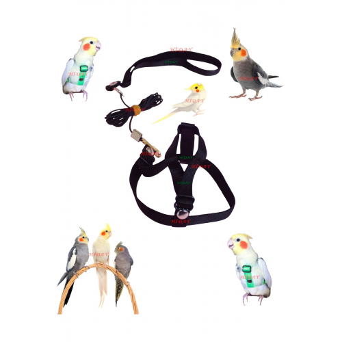 Sultan Papağan Tasması (SİYAH)