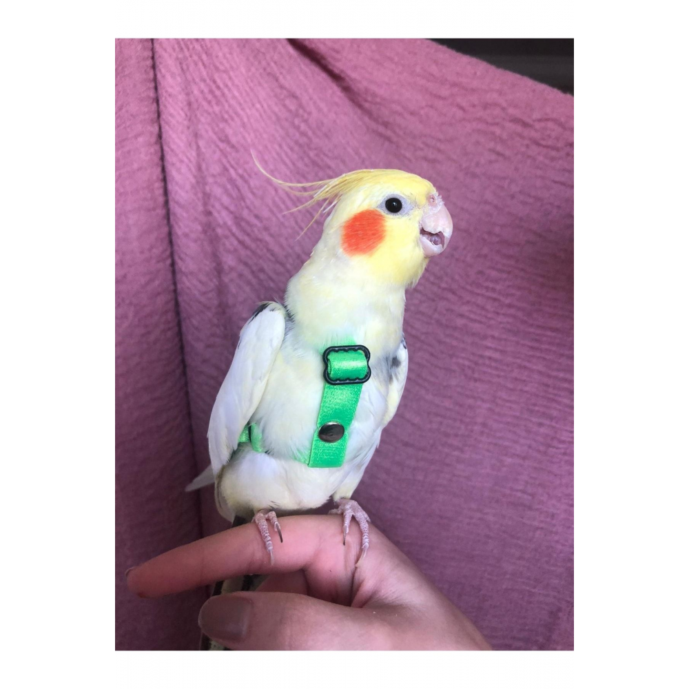 Sultan Papağan Tasması (SİYAH)