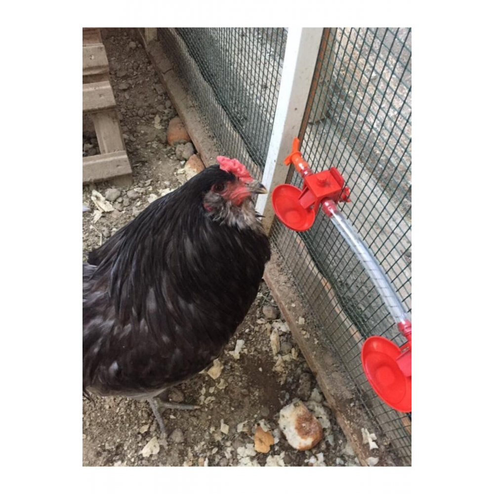 Biltek Otomatik Tavuk Suluk