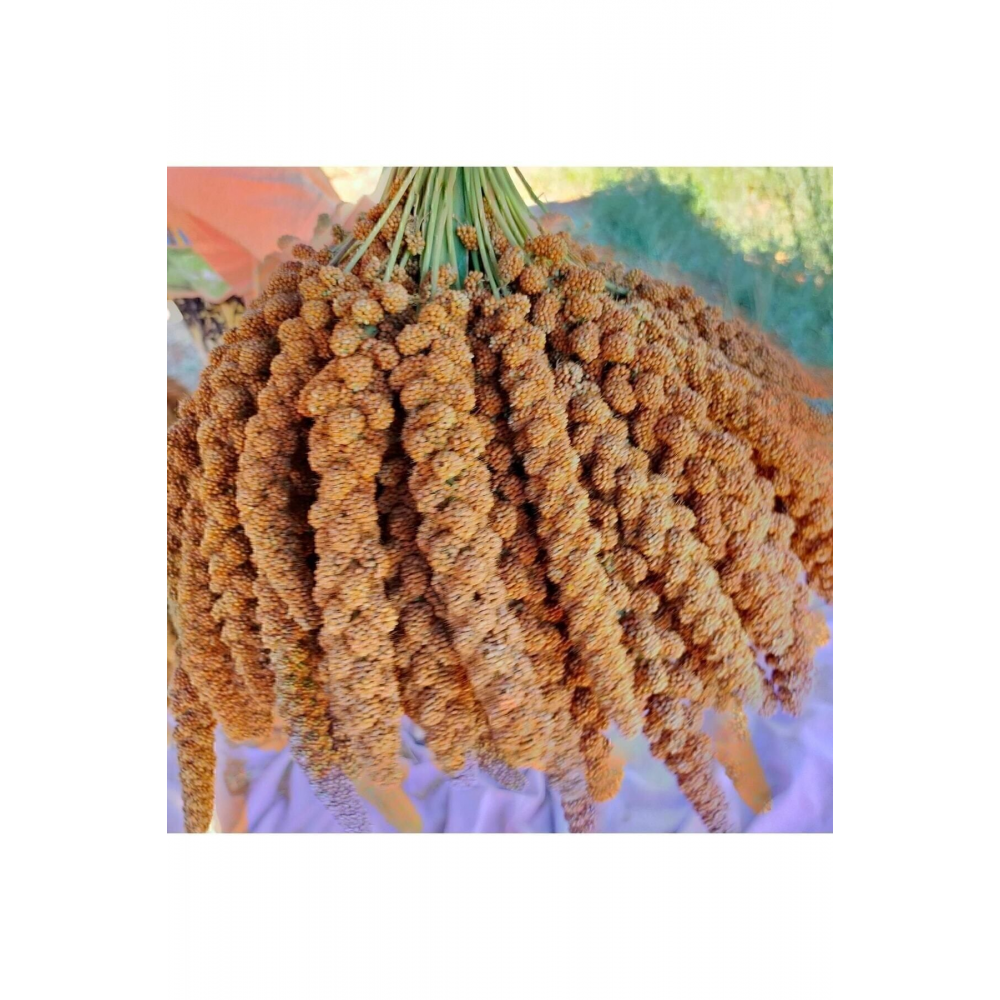 Kızıl Dal Darı (yeni Mahsul) 1. Kalite 500 Gr