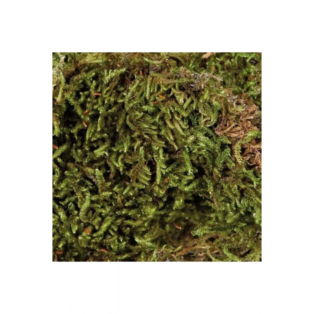 Nem Tutan Teraryum Altlığı 200 gr